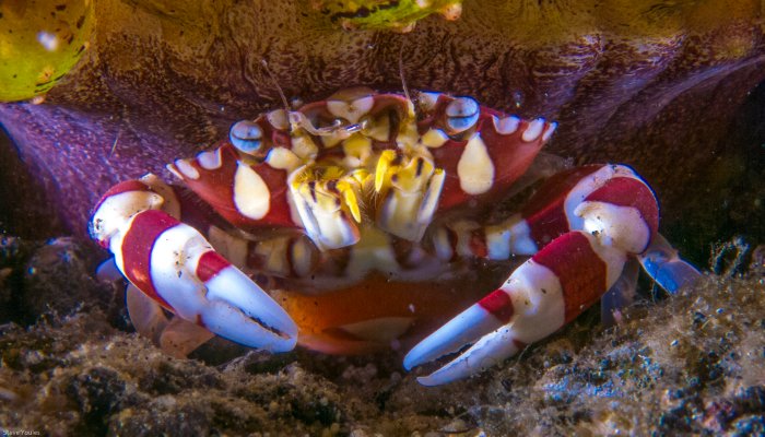 Harlequinn Swimming Crab